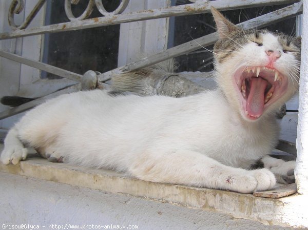 Photo de Chat domestique