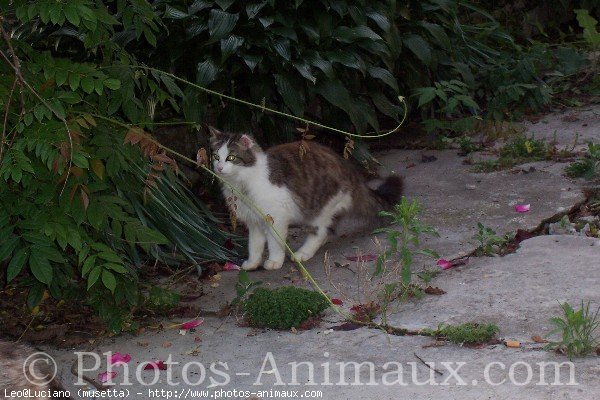 Photo de Croisement