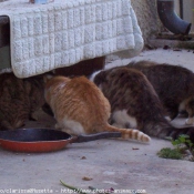 Photo de Chat domestique