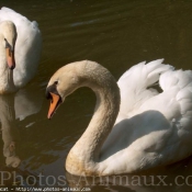 Photo de Cygne