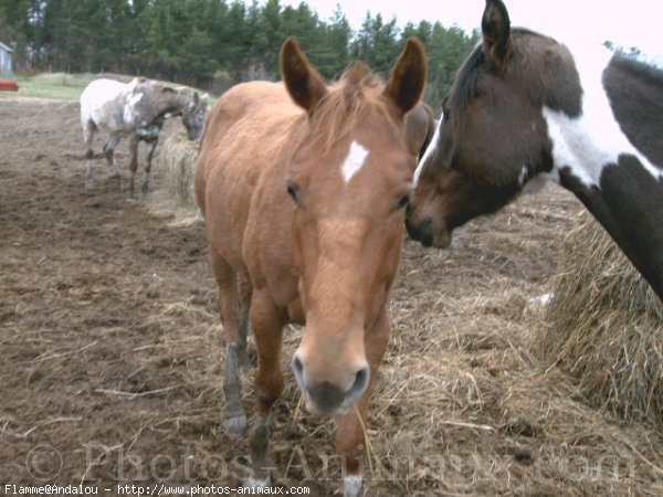 Photo de Quarter horse