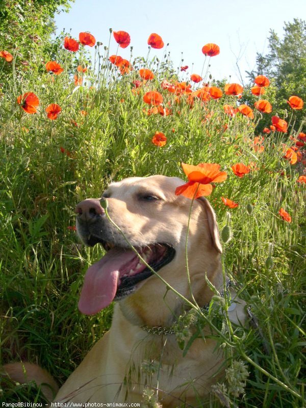 Photo de Labrador retriever