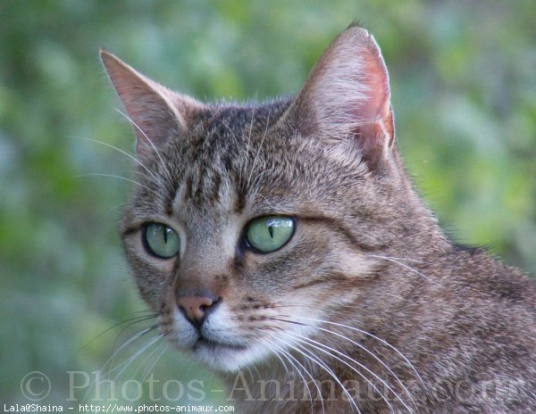 Photo de Chat domestique