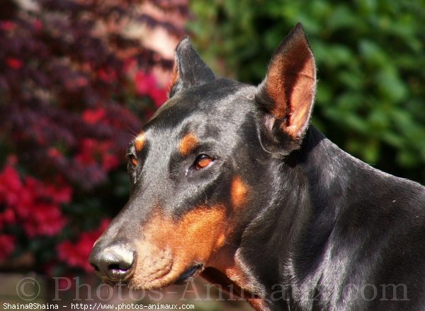 Photo de Dobermann