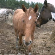 Photo de Quarter horse