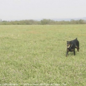 Photo de Dobermann