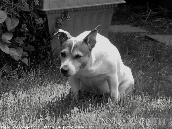 Photo de Jack russell terrier