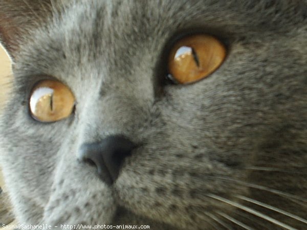 Photo de Chartreux