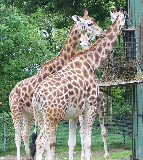 Photo de Girafe