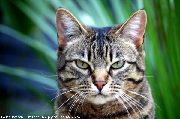 Photo de Chat domestique