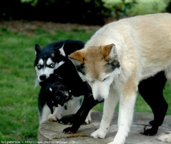 Photo de Husky siberien