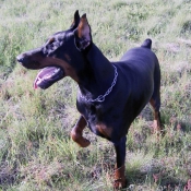 Photo de Dobermann