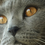 Photo de Chartreux