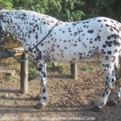 Photo d'Appaloosa