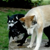 Photo de Husky siberien