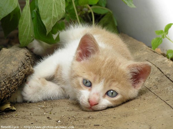 Photo de Chat domestique