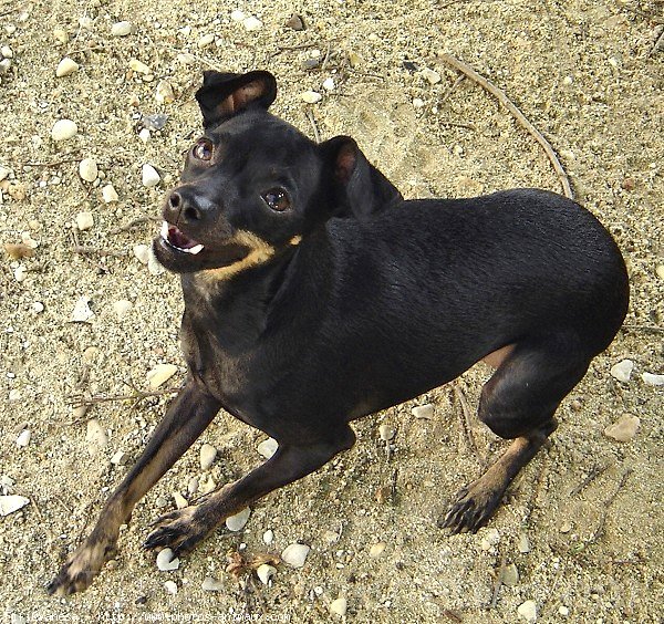 Photo de Pinscher nain