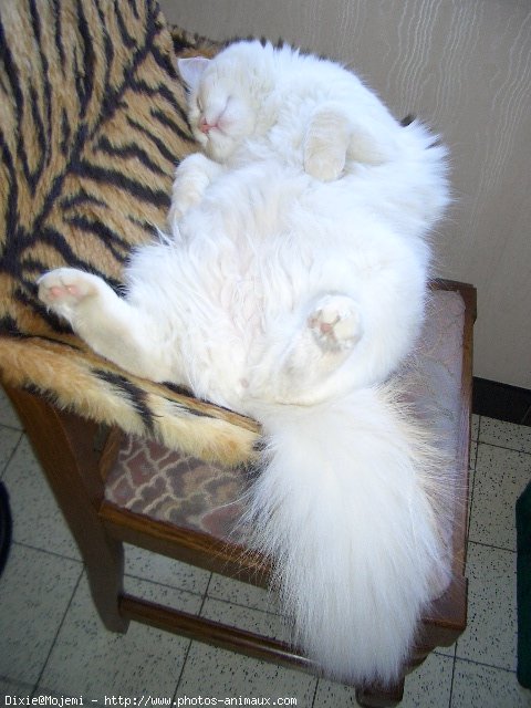 Photo de Ragdoll