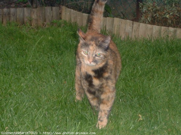 Photo de Chat domestique