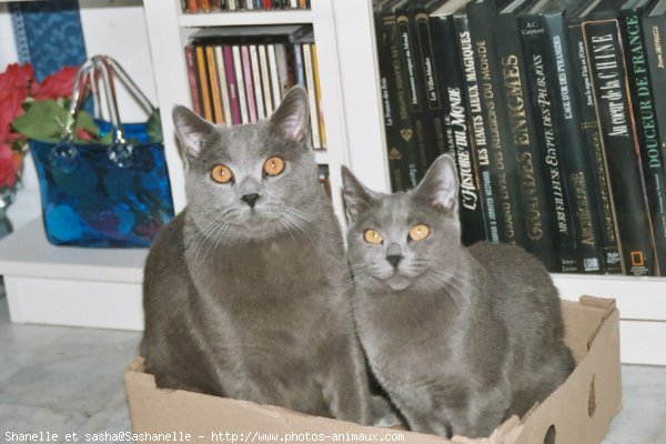 Photo de Chartreux