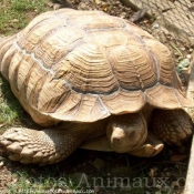 Photo de Tortue