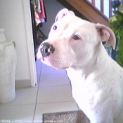 Photo d'American staffordshire terrier