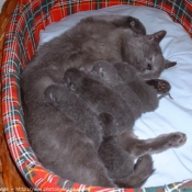 Photo de Chartreux