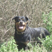 Photo de Rottweiler