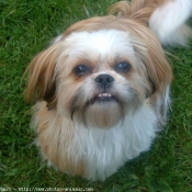 Photo de Shih tzu