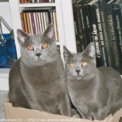 Photo de Chartreux