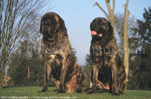 Photo de Mastiff