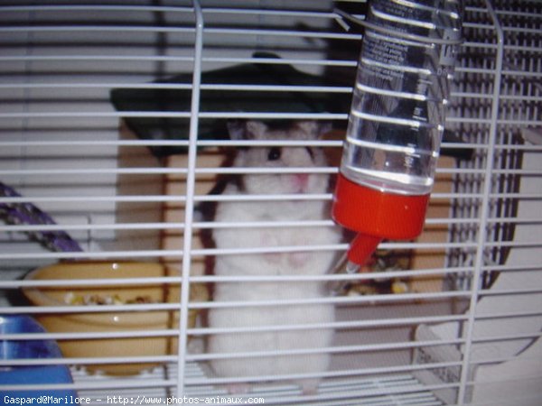 Photo de Hamster