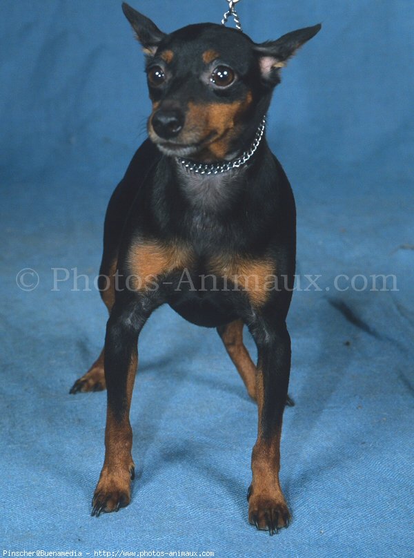 Photo de Pinscher nain