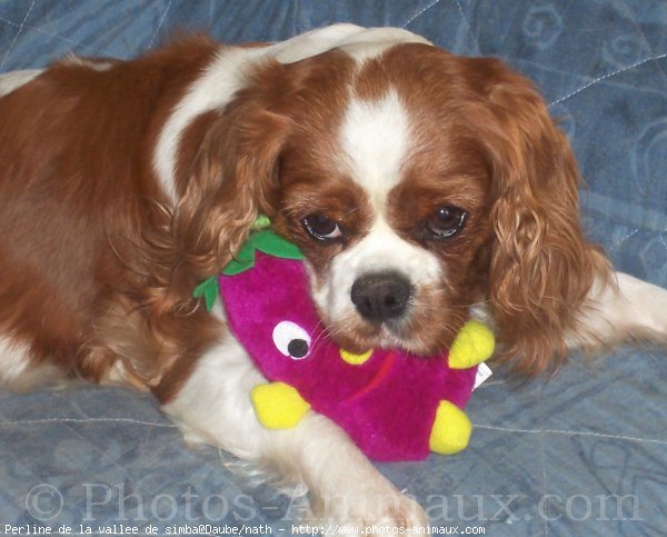 Photo de Cavalier king charles spaniel