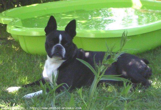 Photo de Boston terrier