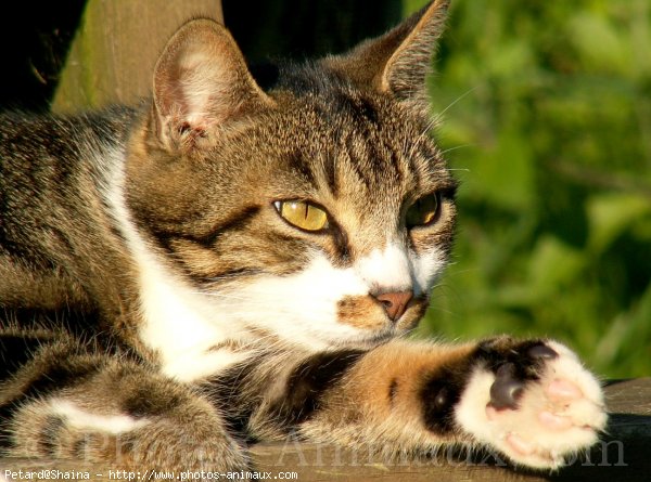 Photo de Chat domestique