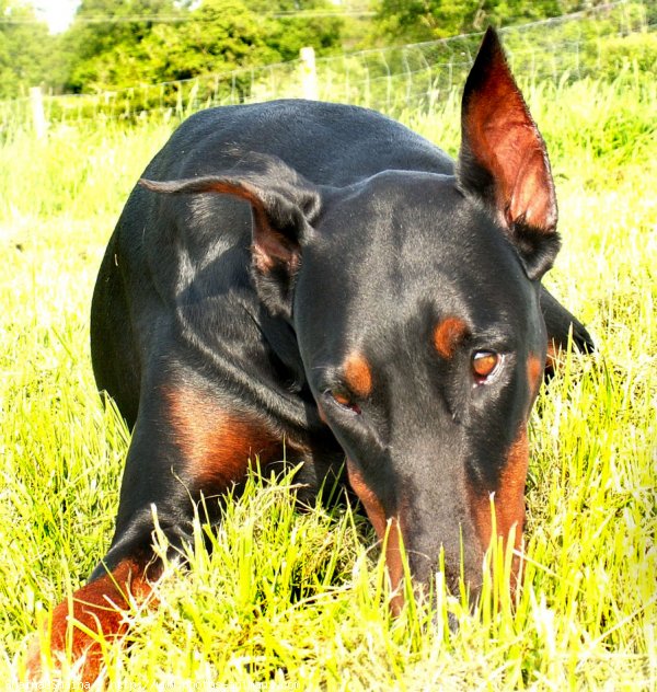 Photo de Dobermann