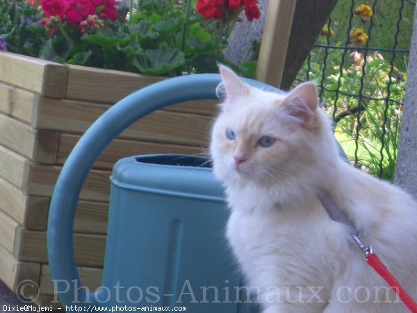 Photo de Ragdoll