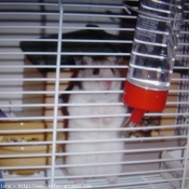 Photo de Hamster