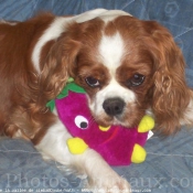 Photo de Cavalier king charles spaniel