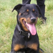 Photo de Rottweiler