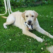 Photo de Labrador retriever