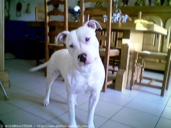 Photo d'American staffordshire terrier