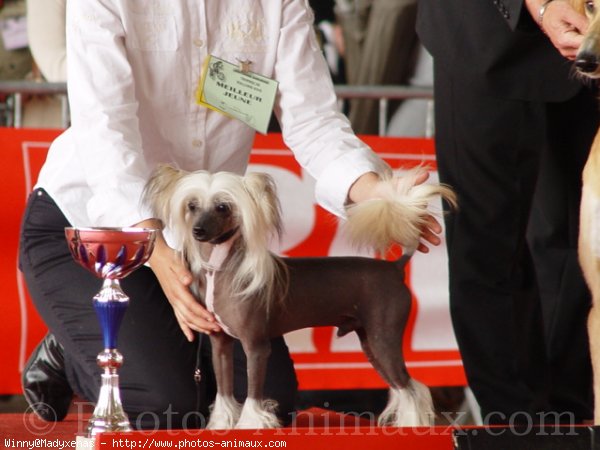 Photo de Chien chinois nu  crte