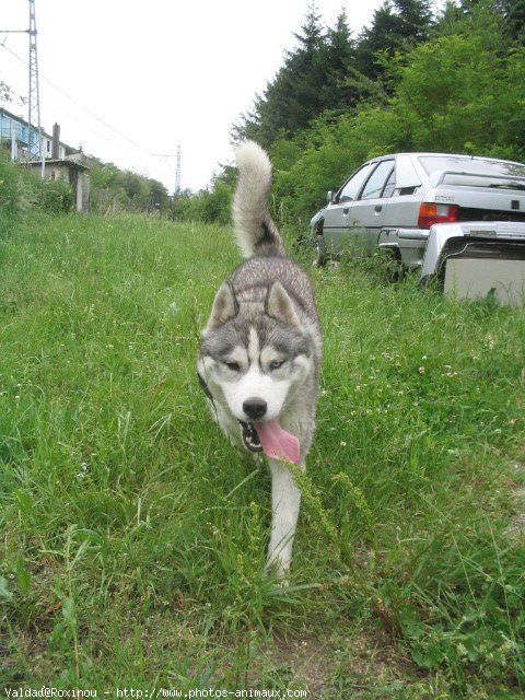 Photo de Husky siberien