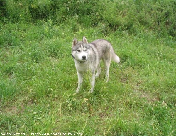 Photo de Husky siberien