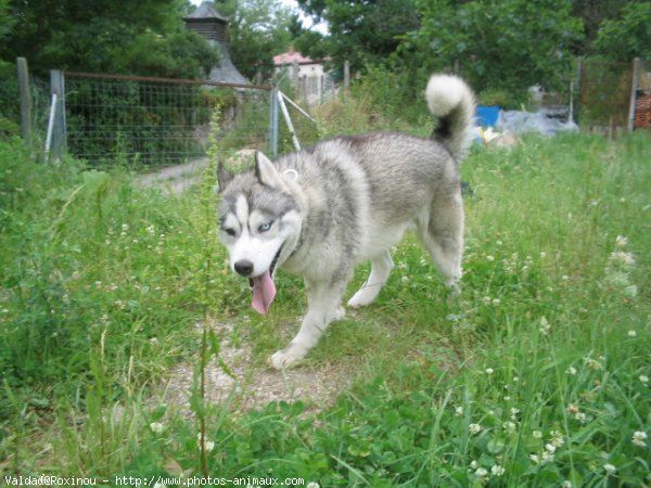 Photo de Husky siberien