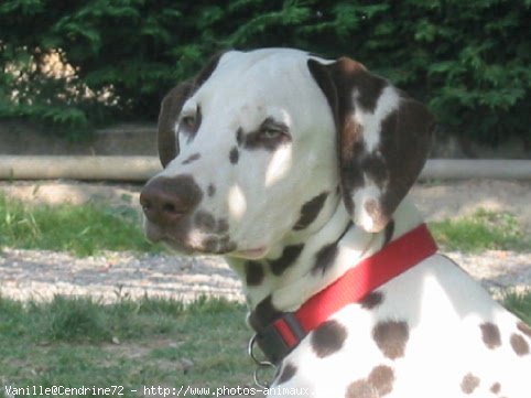 Photo de Dalmatien