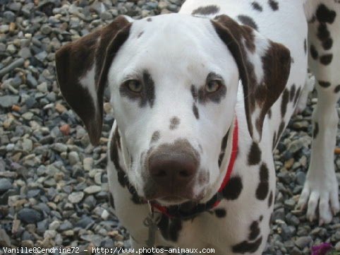 Photo de Dalmatien