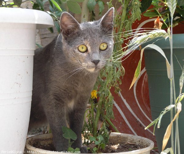 Photo de Chat domestique